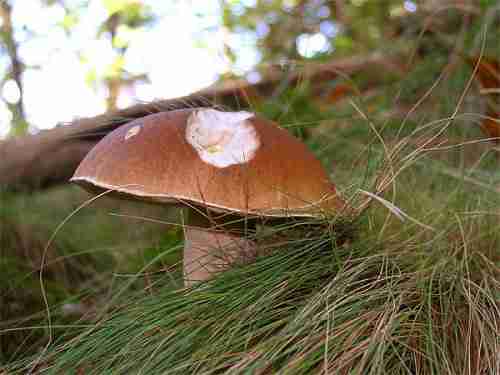  Image name: 251 Porcino.jpg 
 width: 500 pixel 
 height: 375 pixel 
 Size: 15494 bytes 
 Click to enlarge 